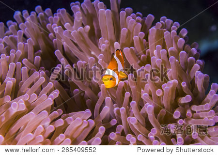 western clown anemonefish hiding in an anemone on tropical coral