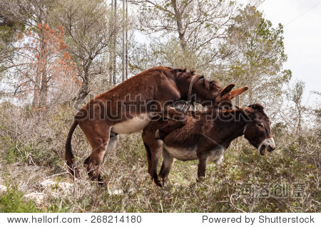 两个加泰罗尼亚驴交配布朗自由场-动物\/野生生