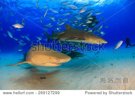 lemon shark and jack fish with a dark blue water