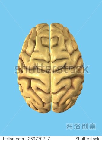 健康的大脑:视图从上额叶,顶叶,枕叶和颞叶图片