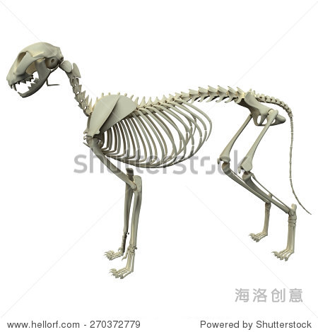 猫骨骼解剖学-猫骨骼解剖侧视图 - 教育,医疗保
