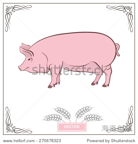 vector illustration logo farm design cute pig pork.