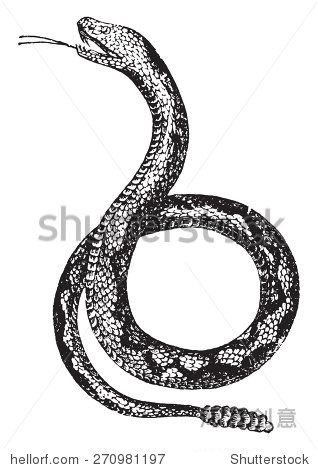 响尾蛇或响尾蛇,古典雕刻插图.自然历史的动物,1880.