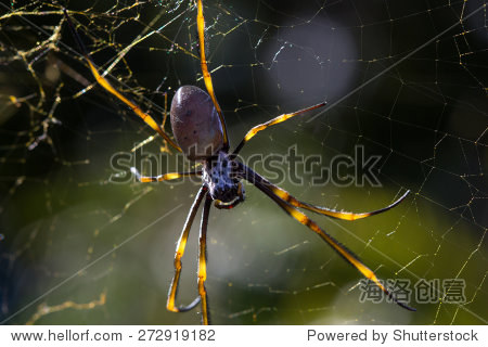 大毛茸茸的棕色和黄色的带状长腿蜘蛛蜘蛛网络