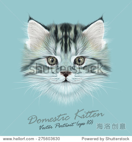 小猫视频可爱全部 275603630.jpg