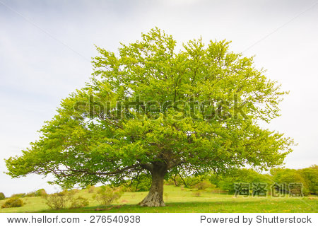 photo of big beech tree isolated on the top of the hill