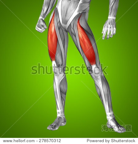 conceptual 3d adductor longus human upper leg anatomy or