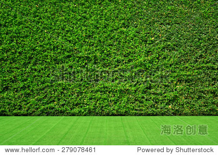 green leaves wall background on grass field.