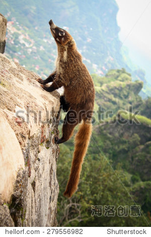 白鼻长鼻浣熊爬金字塔在墨西哥tepoztlan莫洛雷斯 - 动物\/野生生物,建筑物\/地标 - 站酷海洛创意正版图片,视频,音乐素材交易平台 - Shutterstock中国独家合作伙伴 - 站酷旗下品牌