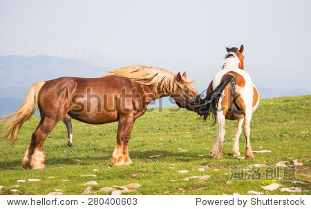 种马与一个大阴茎和母马的画像 - 动物\/野生生