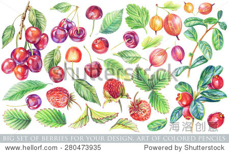 set of different red yellow berries and green leaves for design.