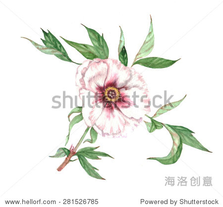 hand drawn watercolor illustration with white peony tree flower图片