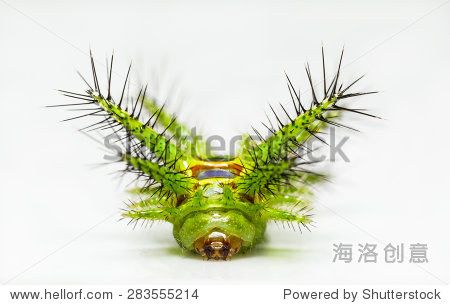 近距离面对大荨麻刺毛虫,phocoderma velutina蛾 - 动物\/野生生物,自然 - 站酷海洛创意正版图片,视频,音乐素材交易平台 - Shutterstock中国独家合作伙伴 - 站酷旗下品牌