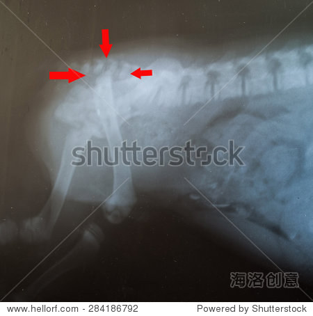 骨折的x射线的狗腿有红色箭头标记 - 动物\/野生