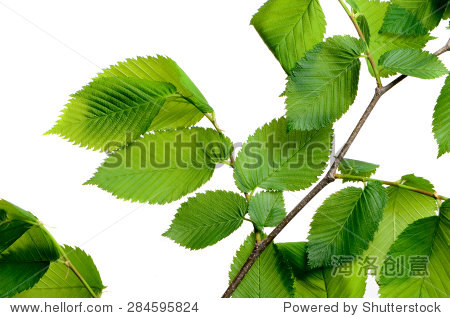 leaf elm tree in the forest - 图片素材 - 站酷海洛
