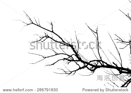 tree branches abstract background