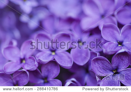 macro image of spring lilac violet flowers abstract soft floral