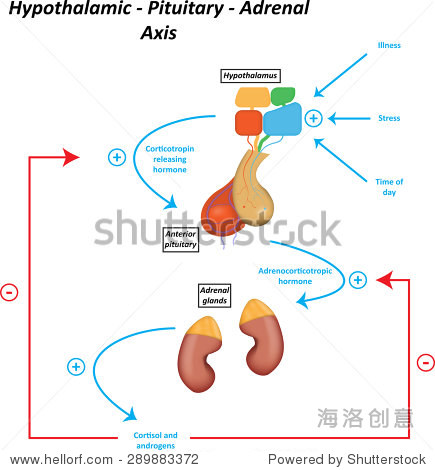 hypothalamic pituitary adrenal axis