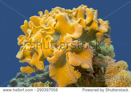 coral reef with great yellow mushroom leather coral at the