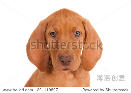 portrait of a magyar vizsla puppy against a white