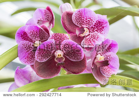 pink violet vanda orchid flower hanging in plant