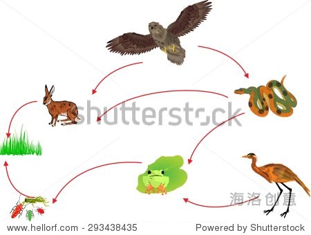 food chain biological circle of nature illustration