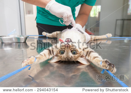 动物手术、麻醉猫兽医准备灭菌和操作-动物\/野