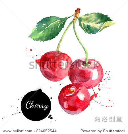 hand drawn watercolor painting cherry on white .