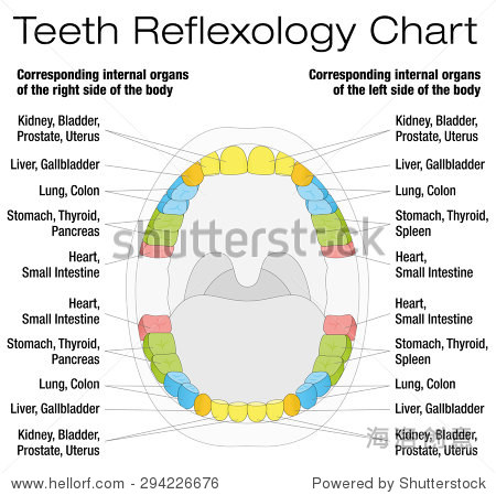 teeth reflexology chart - permanent teeth and their