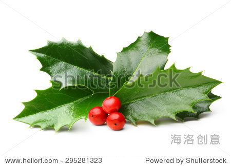 holly berry leaves christmas decoration isolated
