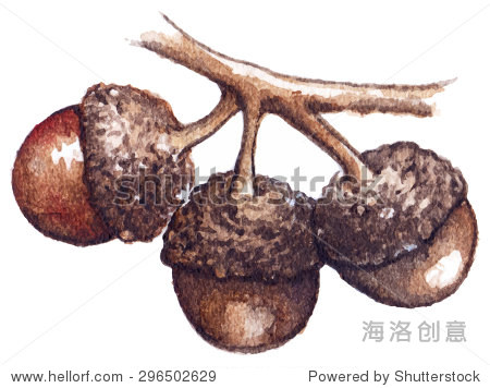 水彩三个橡子橡树种子向量孤立 - 自然,其它 - 站酷海洛创意正版图片,视频,音乐素材交易平台 - Shutterstock中国独家合作伙伴 - 站酷旗下品牌