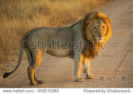 侧面的一只狮子站在日出,豹属狮子座,克鲁格国家公园