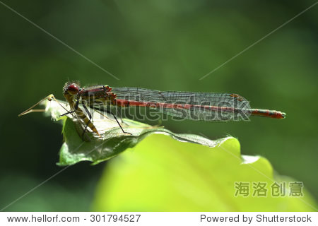 萤火虫吃绿叶上的蚊子 - 动物\/野生生物,自然 - 