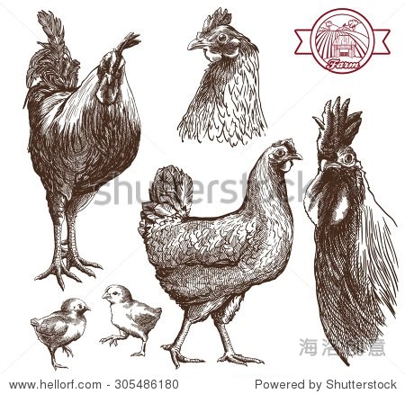 草图的公鸡、母鸡和小鸡在白色的背景-动物\/野