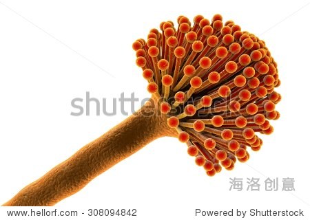 数码插图的真菌黑曲霉、黑霉菌产生黄曲霉毒素