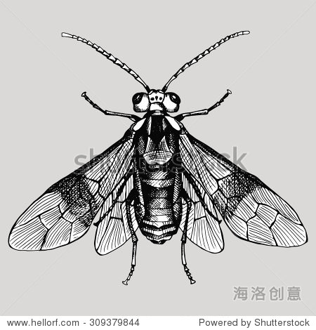 insect wasp. vector black and white illustration.