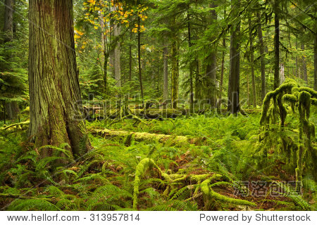 lush rainforest in the cathedral grove on vancouver island