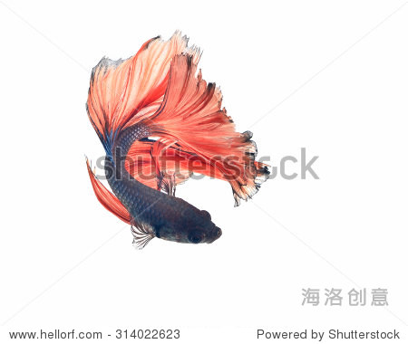 捕捉移动的白色暹罗斗鱼孤立在白色背景。搏鱼