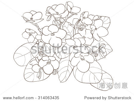 african violet flower drawing vector