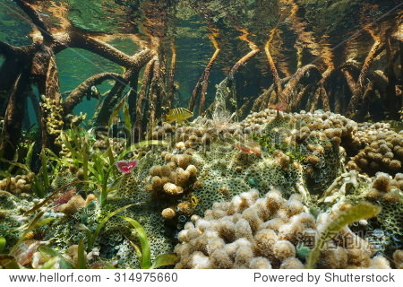 marine ecosystem restoration with a focus on coral reef