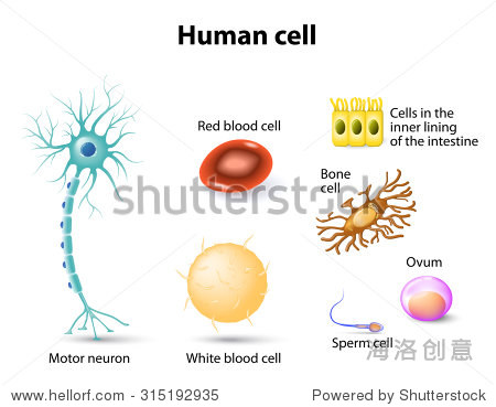 blood cell and white blood cell bone cell sperm cell and ovum