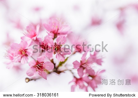 beautiful pink sakura flower blooming