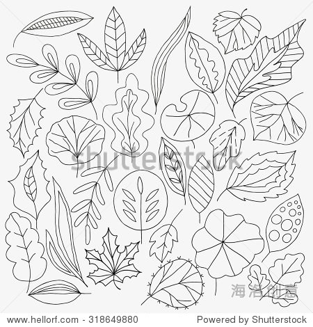set of plant elements drawn from nature. doodles leaf branches.