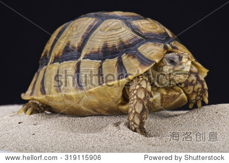 埃及龟(Testudo kleinmanni) - 动物\/野生生物,自