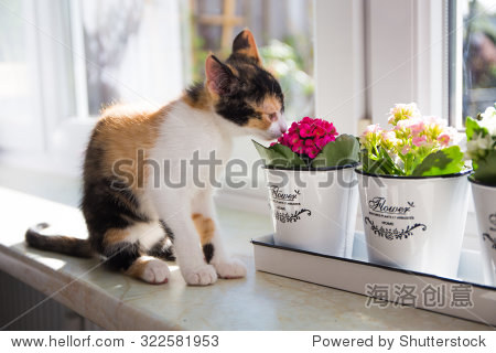 turkish van cat smelling the flower