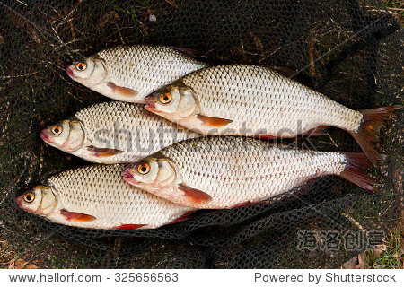 several of roach fish on the withered grass.