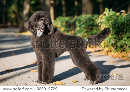 beautiful young black standard poodle dog outdoor