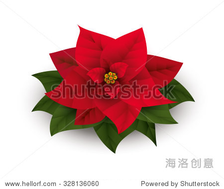 poinsettia. decorative christmas flower. vector illustration.