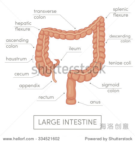 人类的大肠。卡通矢量插图医学图谱或教育教科