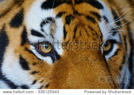 老虎的眼睛 动物/野生生物,自然 站酷海洛创意正版图片,视频,音乐